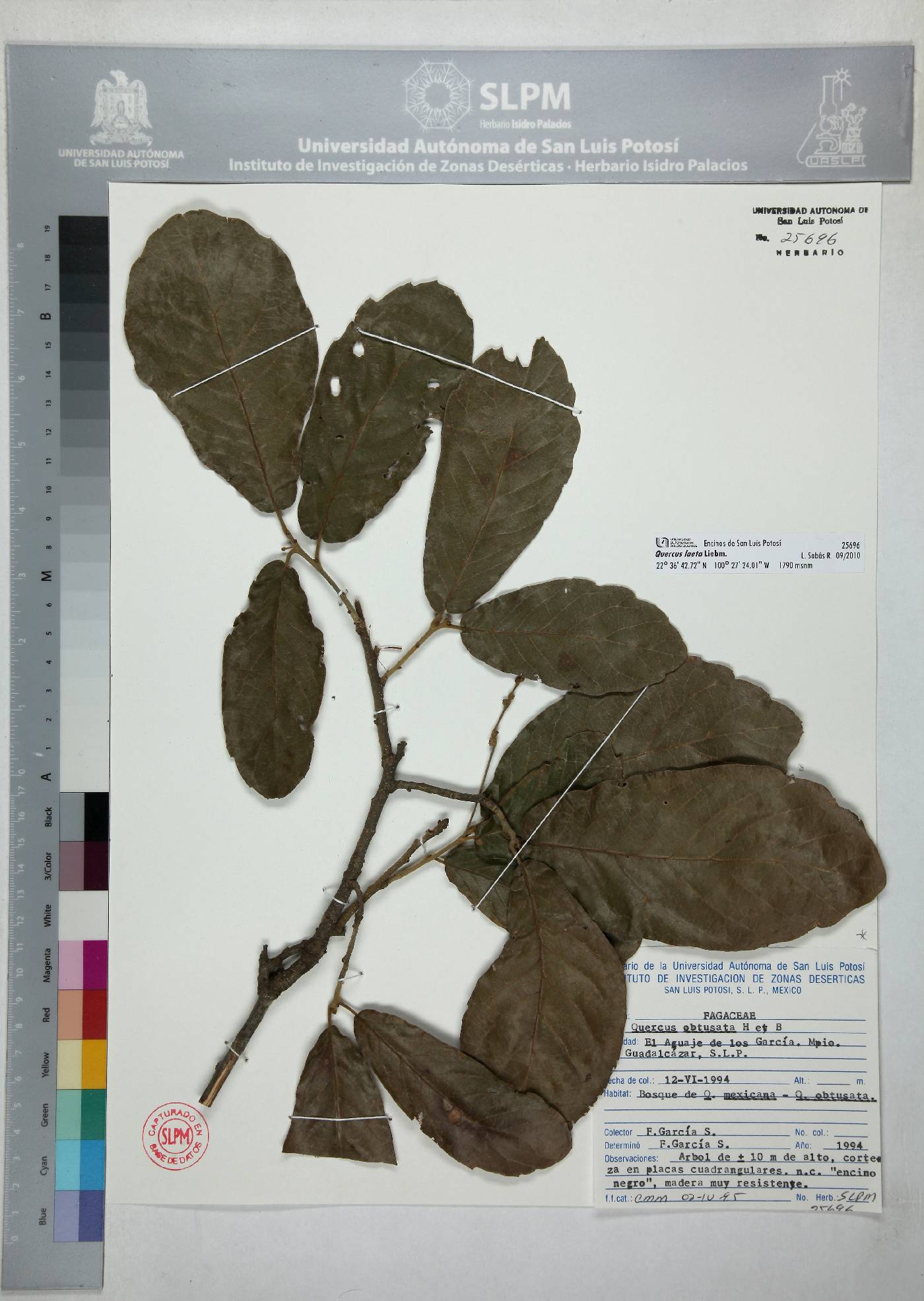 Quercus laeta image