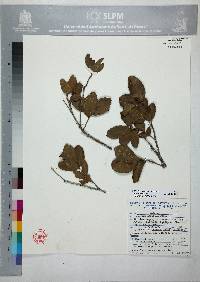 Quercus sebifera image