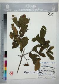 Quercus laeta image