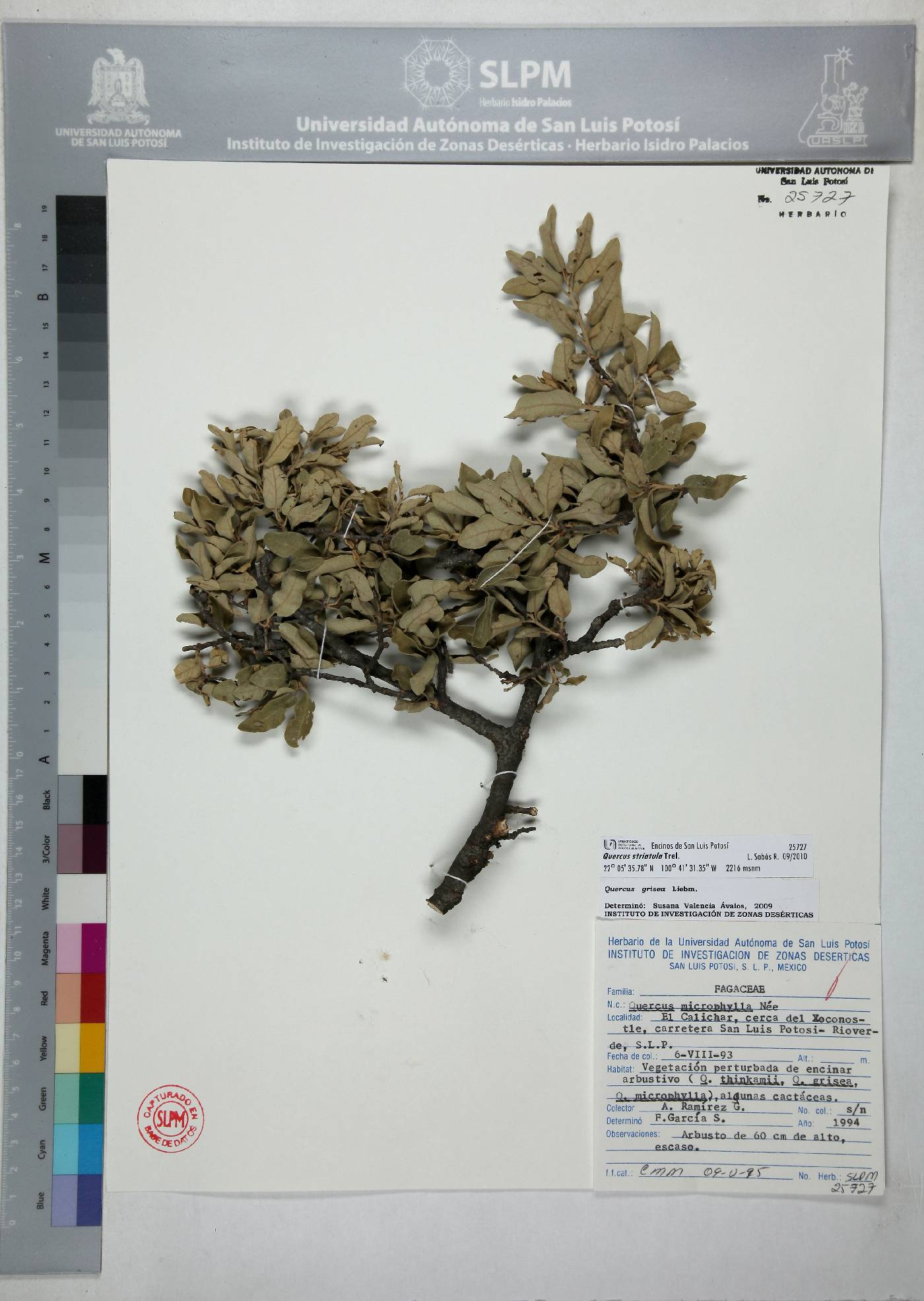 Quercus striatula image