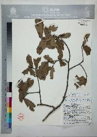 Quercus castanea image