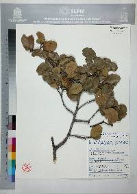 Quercus potosina image