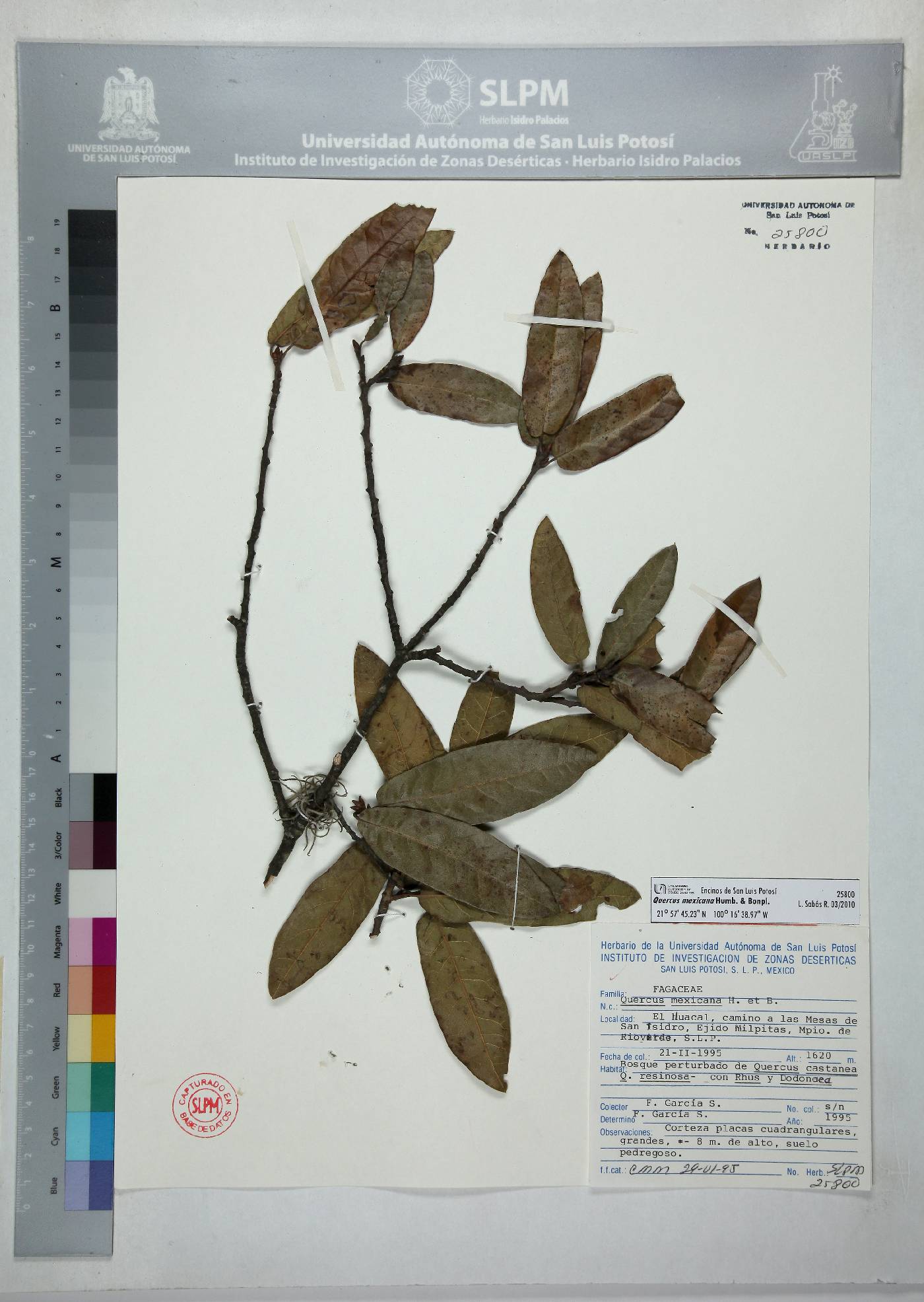 Quercus mexicana image