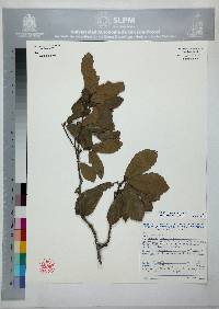 Quercus obtusata image