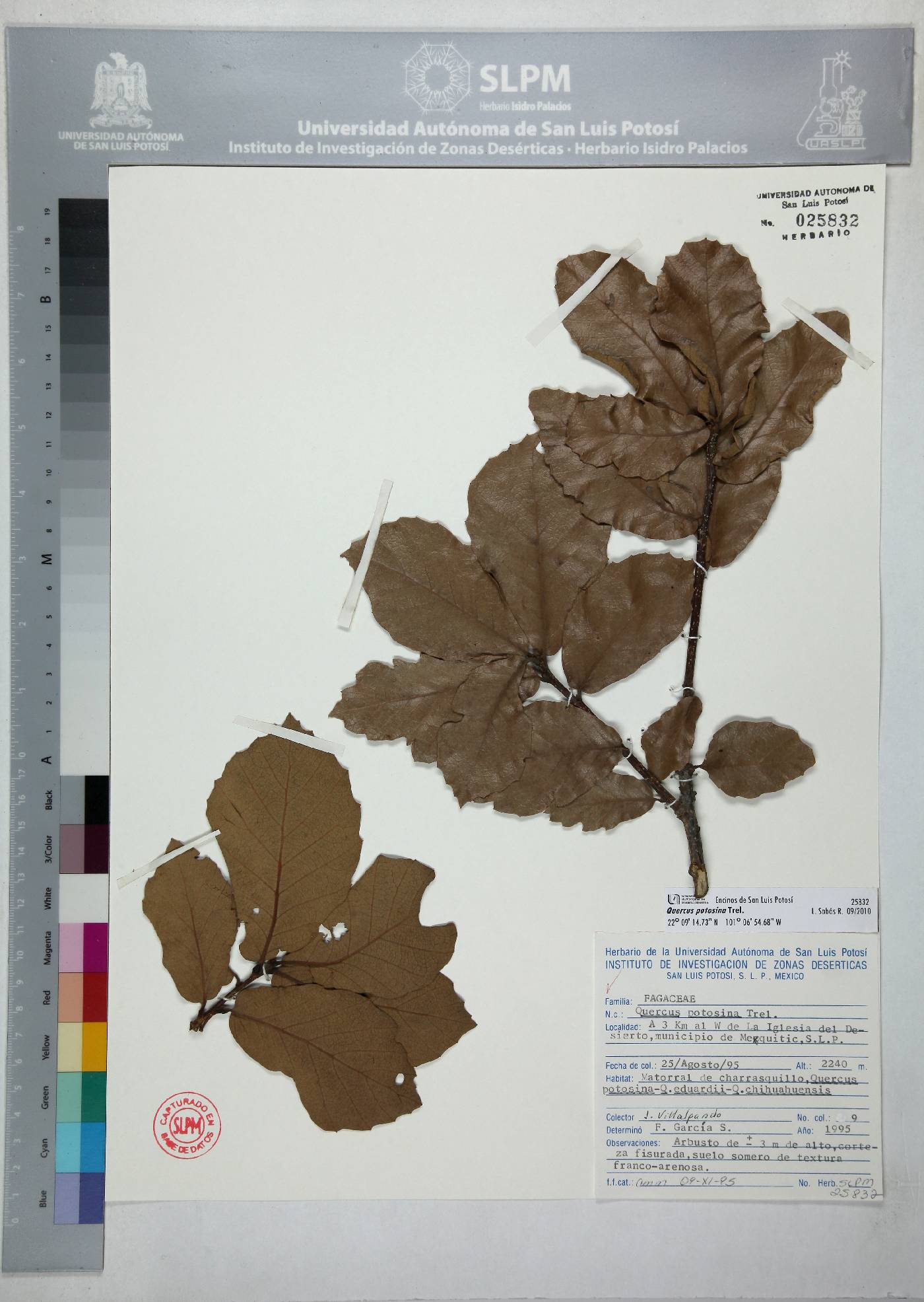 Quercus potosina image