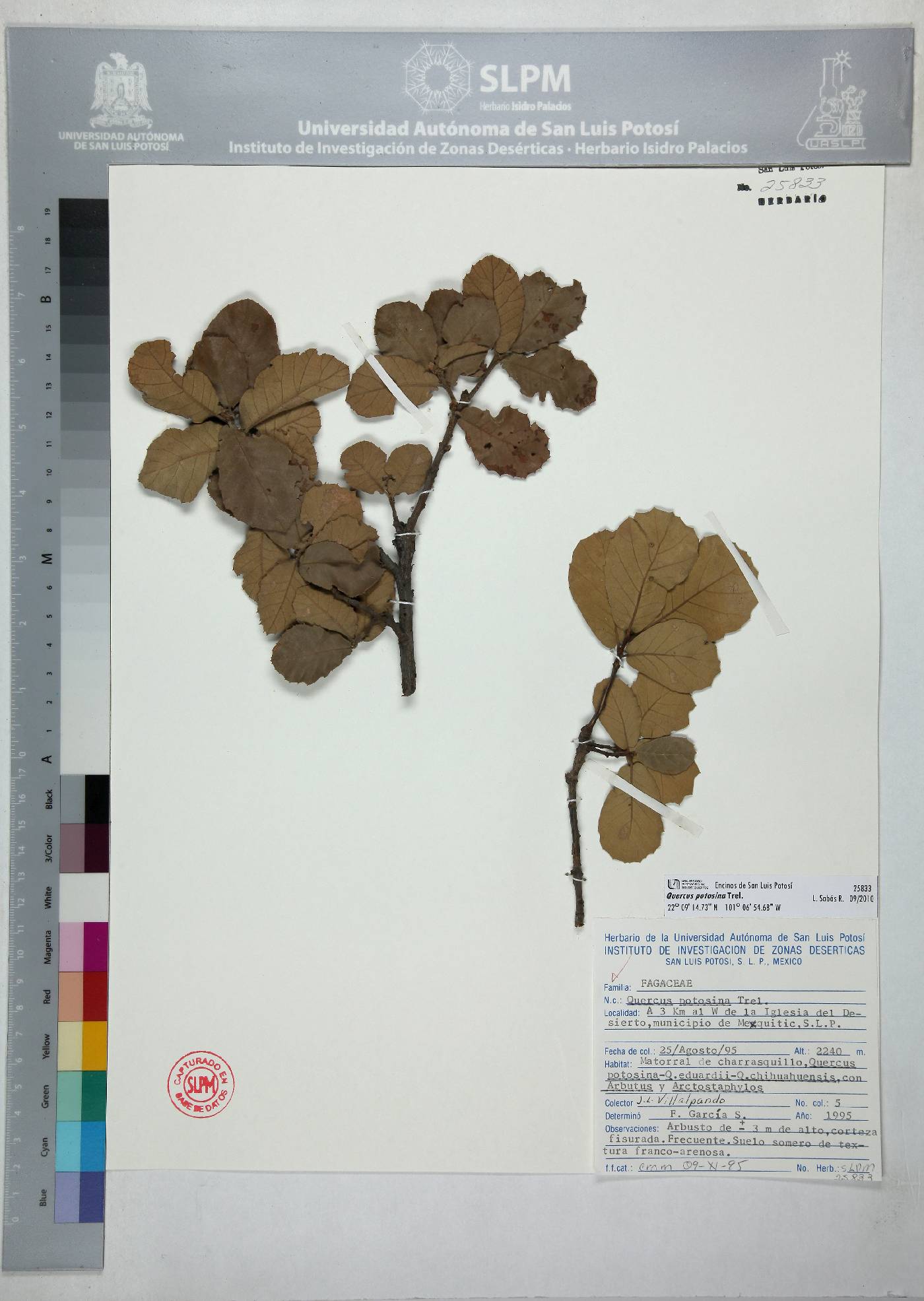 Quercus potosina image