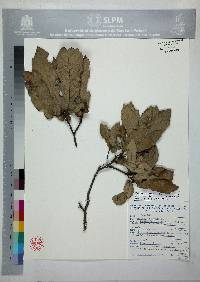 Quercus castanea image