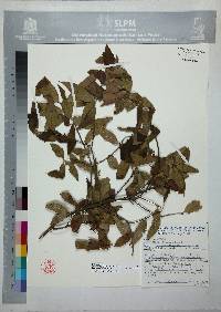 Quercus affinis image