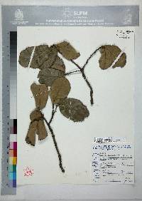 Quercus obtusata image