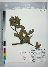 Image of Quercus laeta