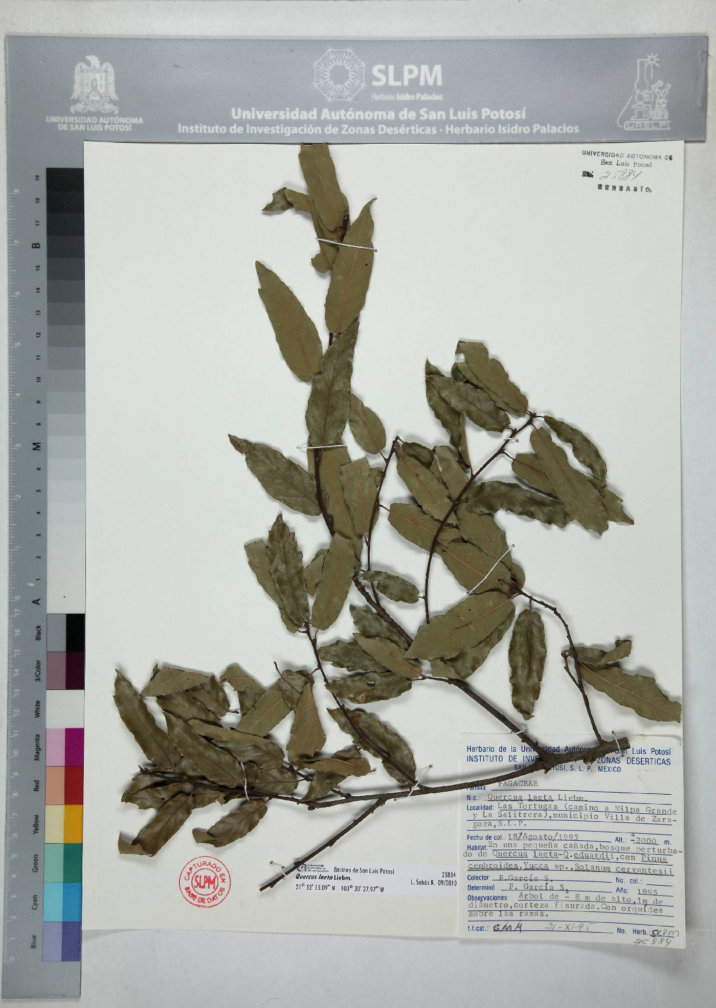 Quercus laeta image