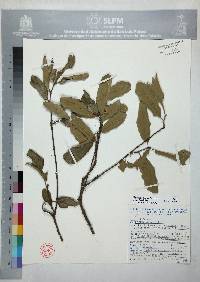 Quercus laeta image