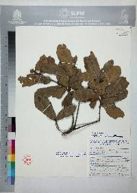 Quercus laeta image