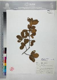 Quercus potosina image