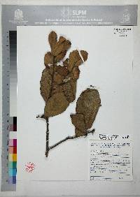 Quercus obtusata image