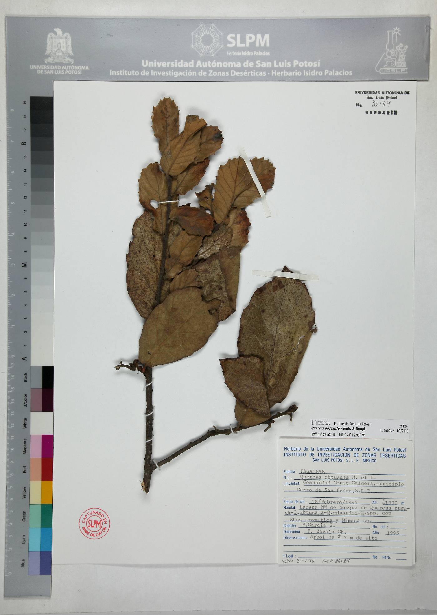 Quercus obtusata image