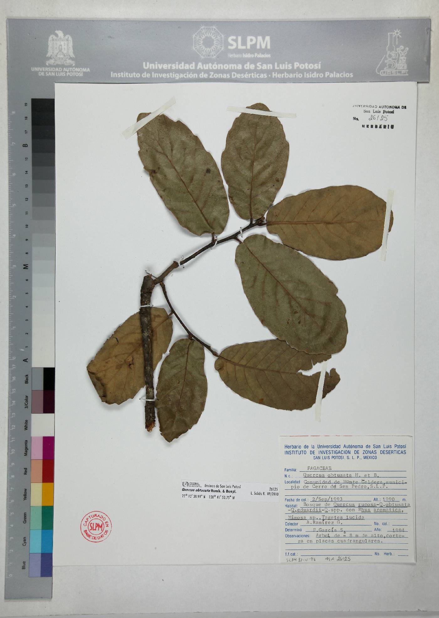 Quercus obtusata image