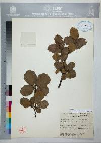 Quercus potosina image