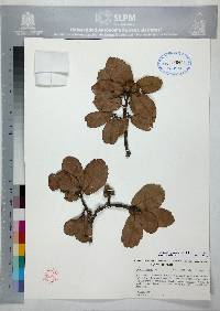 Quercus potosina image