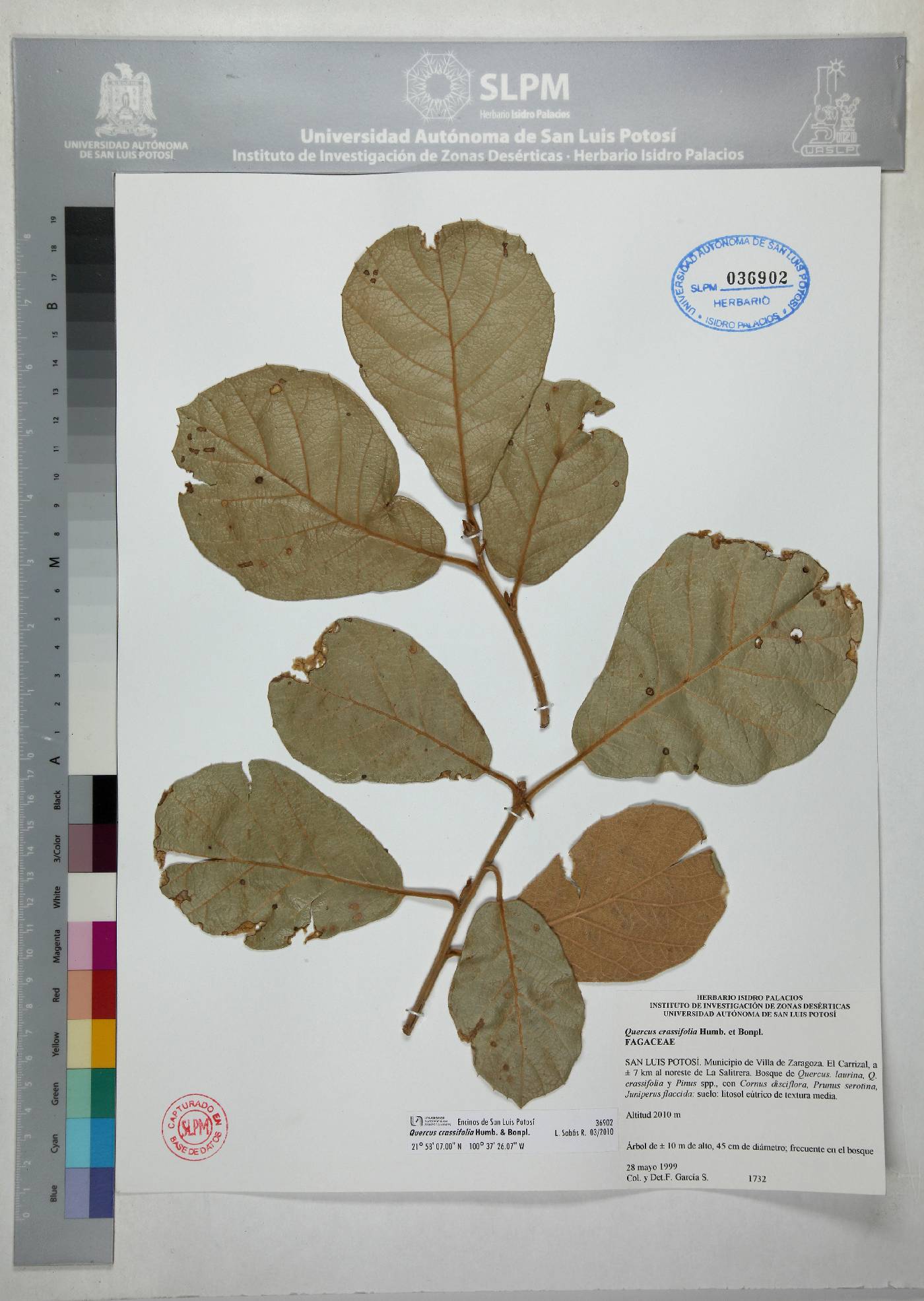 Quercus crassifolia image