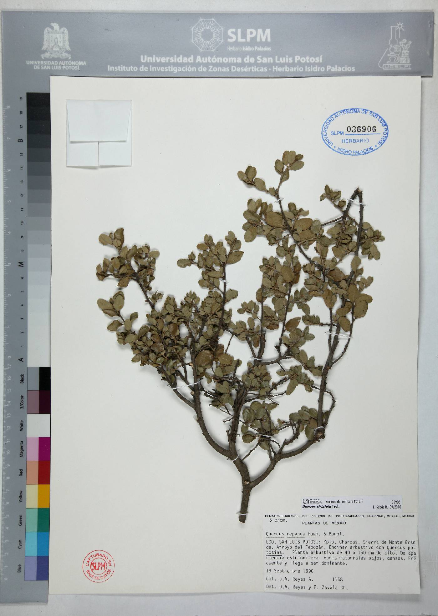 Quercus striatula image