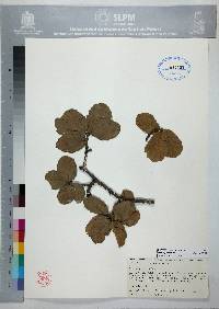 Quercus potosina image