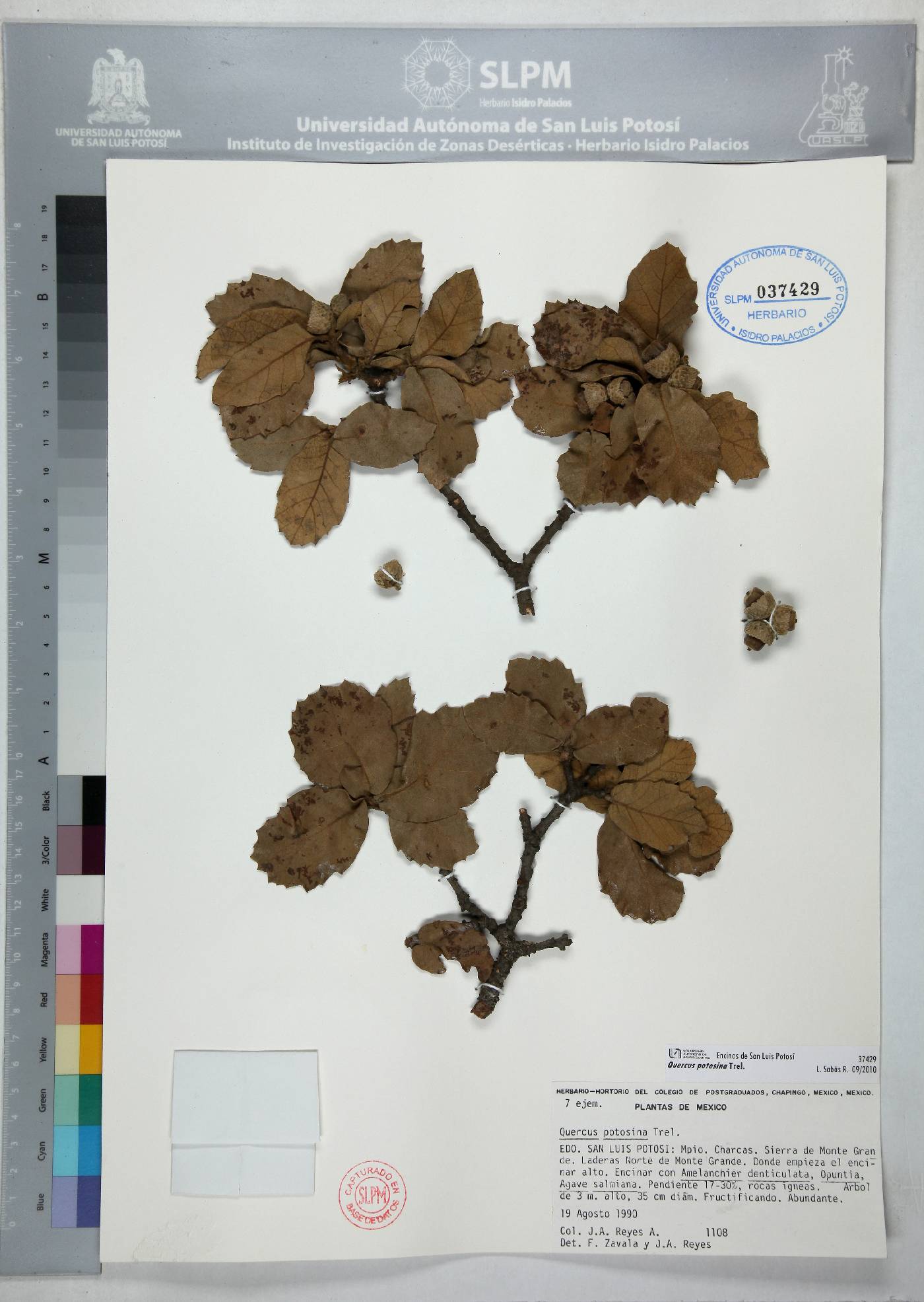 Quercus potosina image