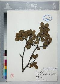 Quercus potosina image
