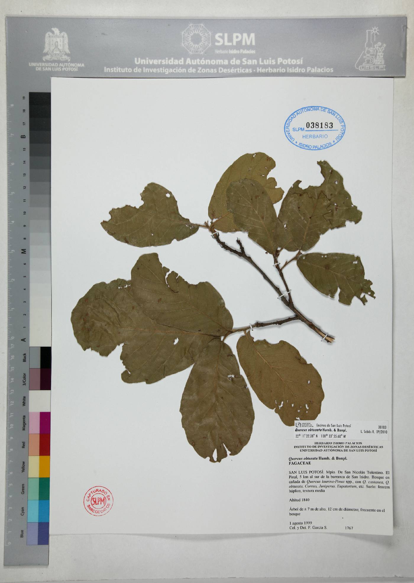 Quercus obtusata image