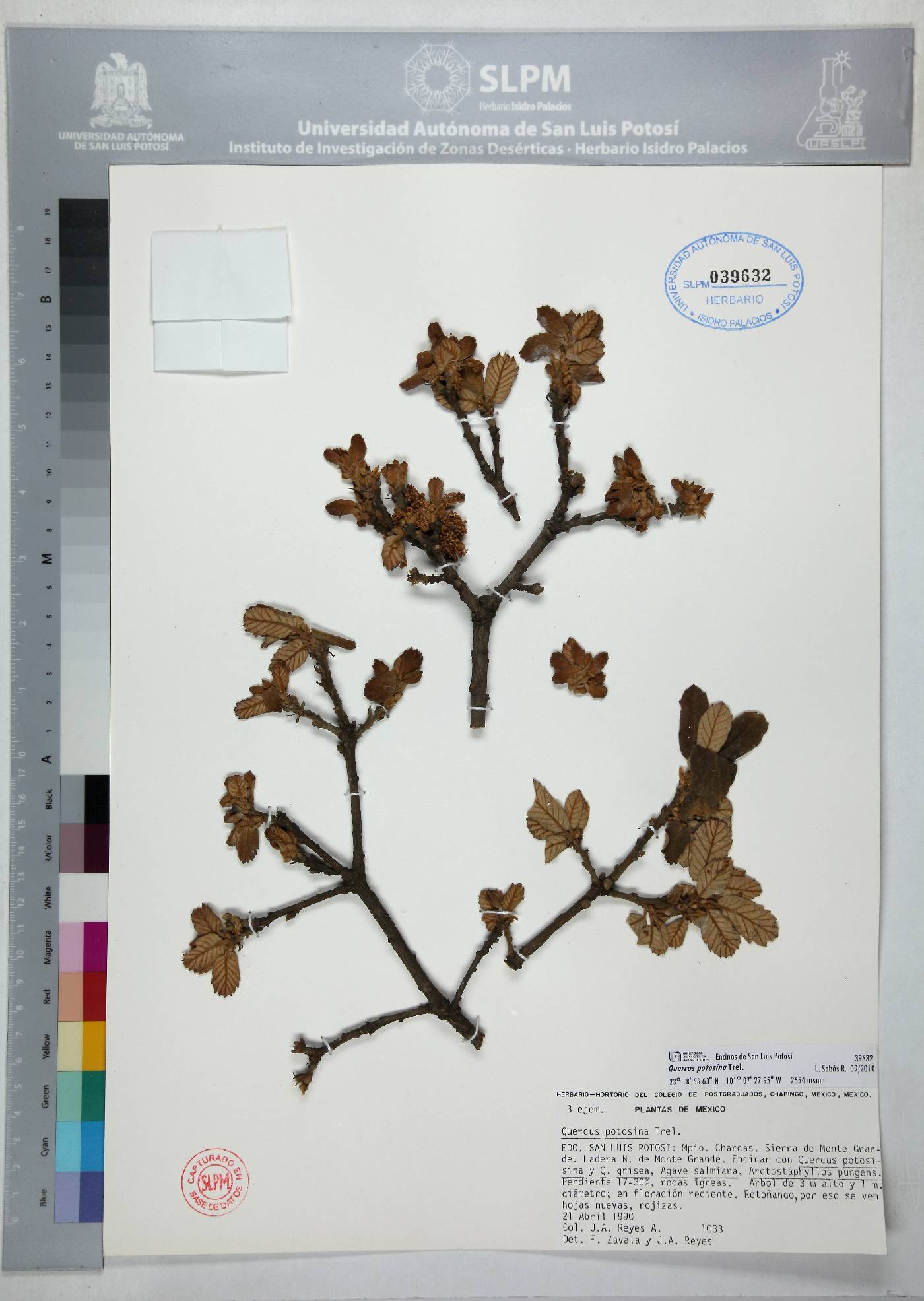 Quercus potosina image