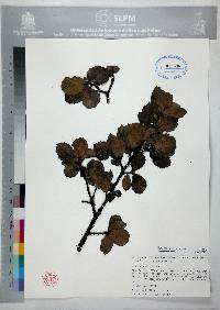 Quercus potosina image