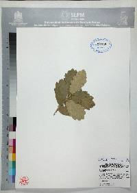 Quercus grisea image