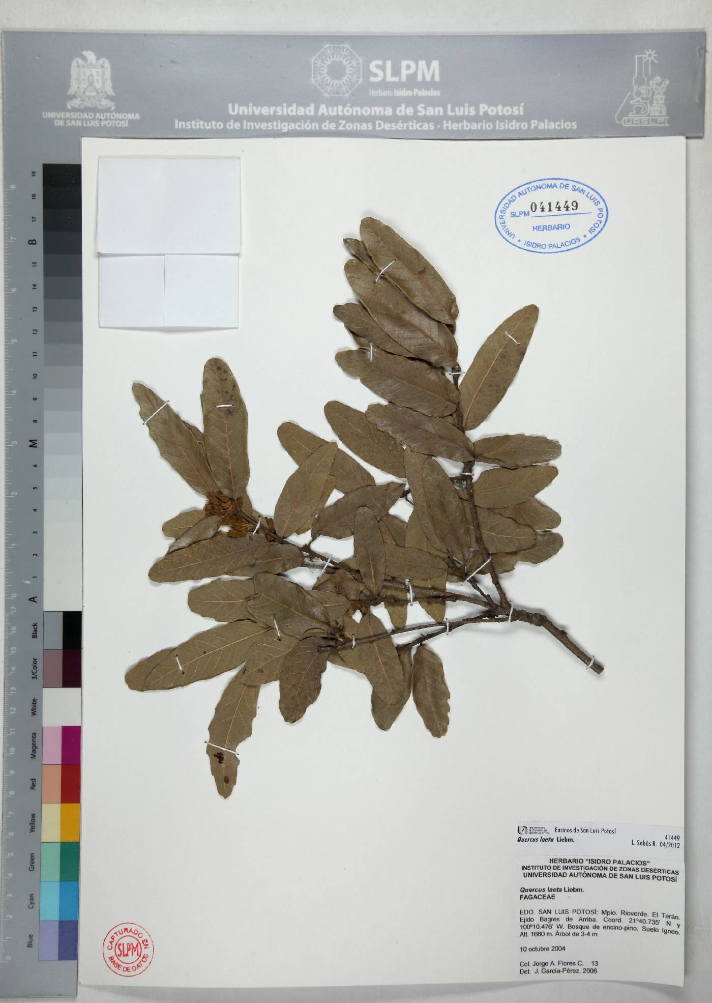 Quercus laeta image