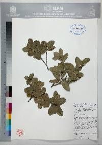 Quercus sebifera image