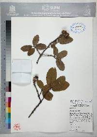 Quercus potosina image