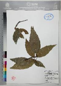 Quercus xalapensis image