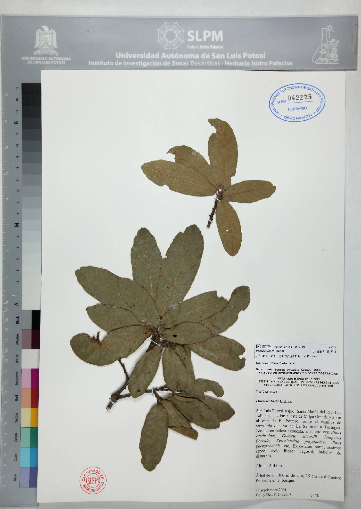 Quercus laeta image