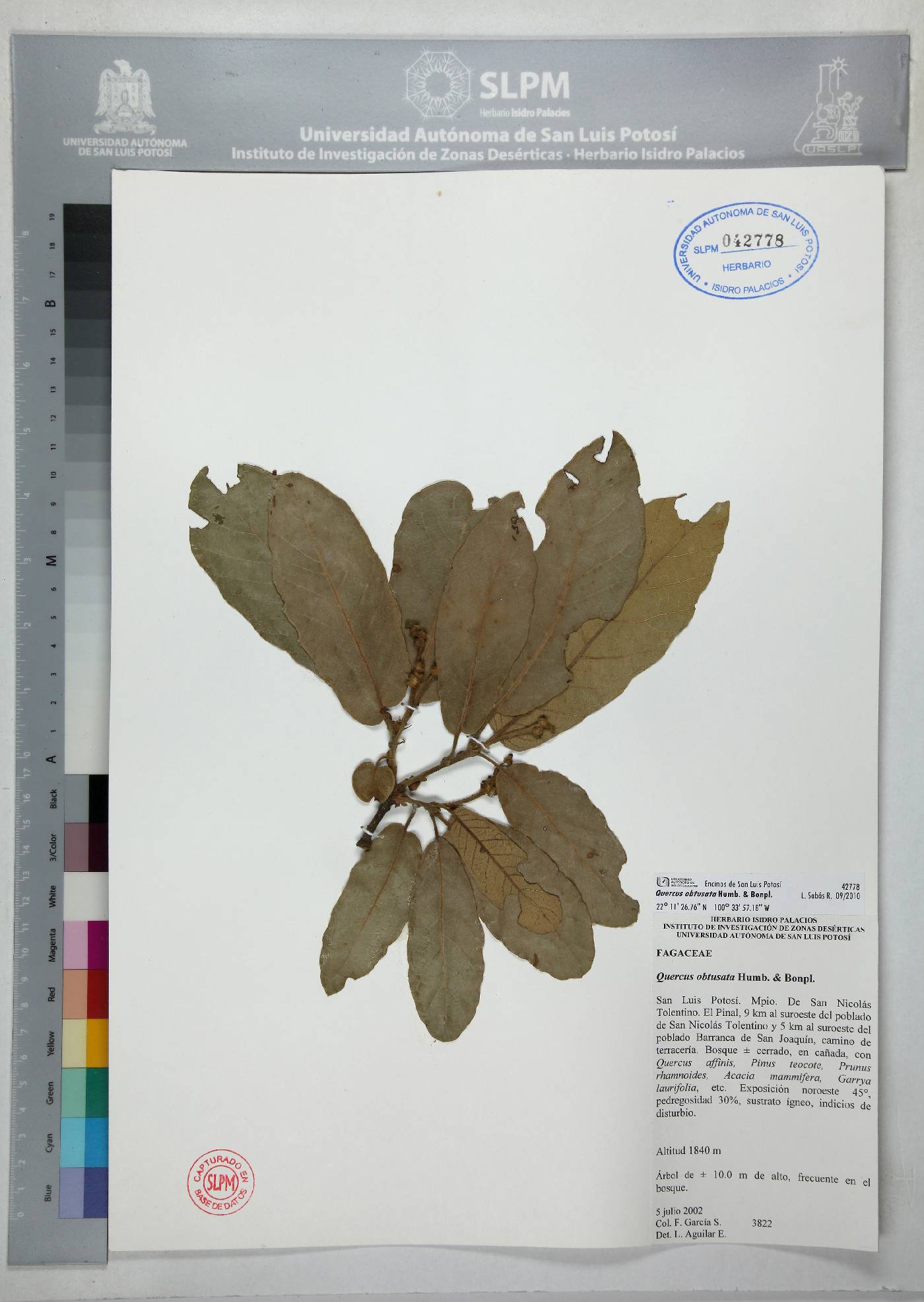 Quercus obtusata image