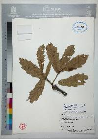 Quercus deserticola image