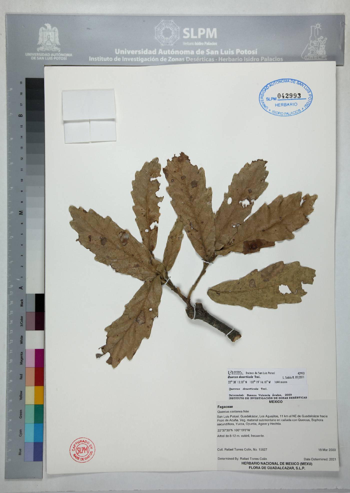 Quercus deserticola image