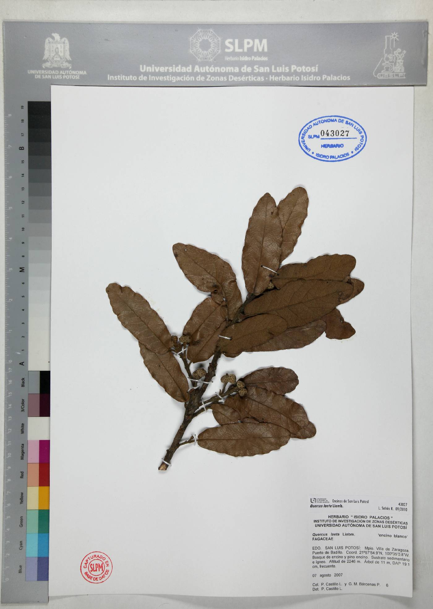 Quercus laeta image