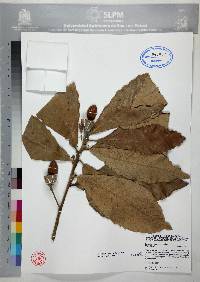 Quercus resinosa image