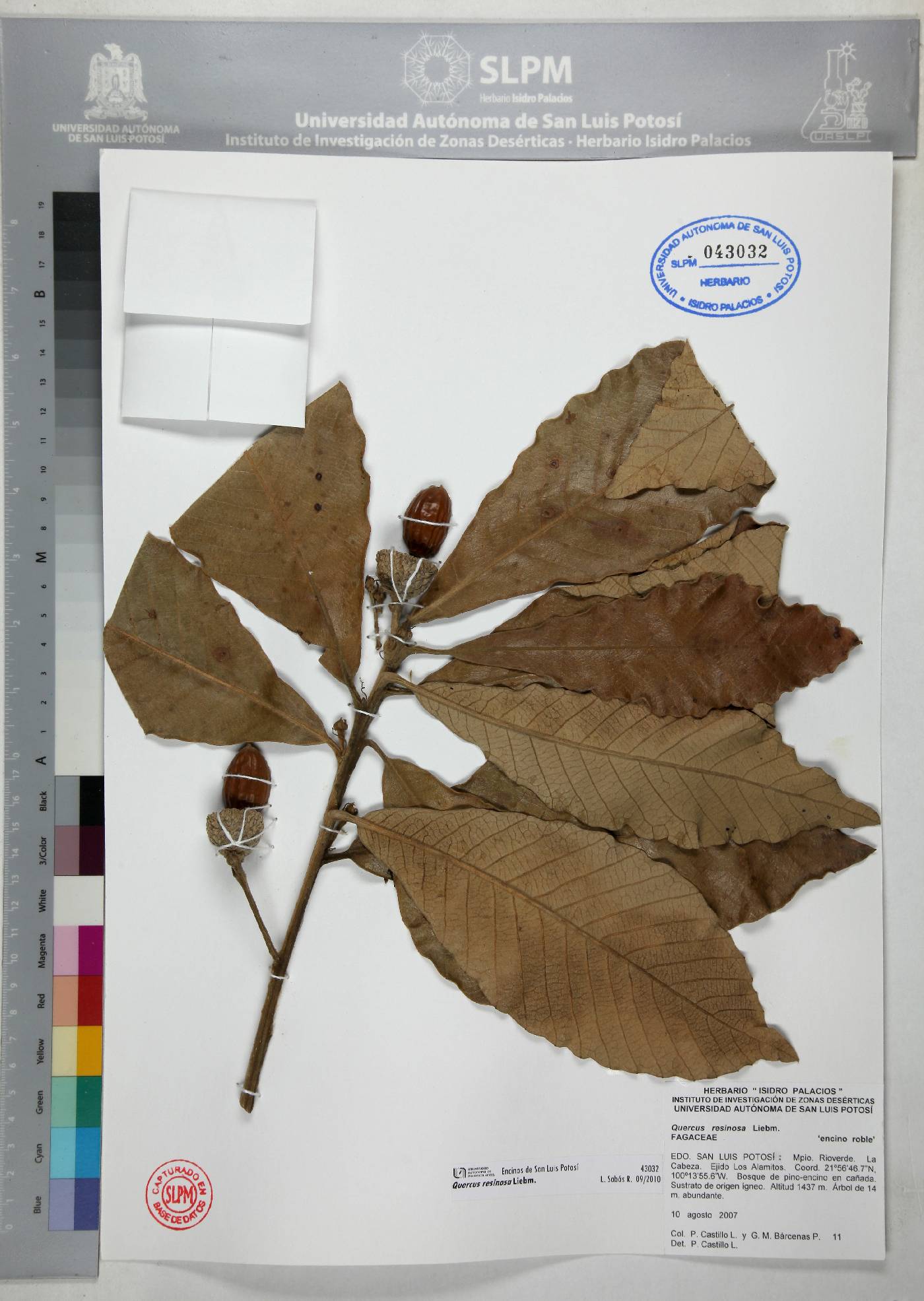 Quercus resinosa image