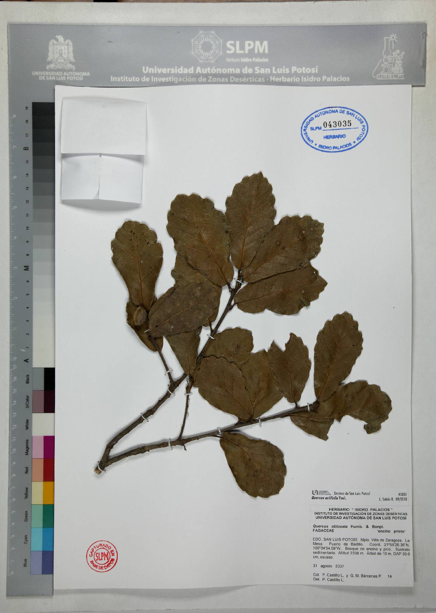 Quercus ariifolia image