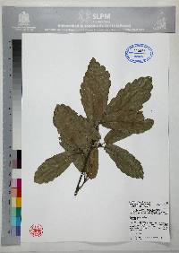 Quercus obtusata image