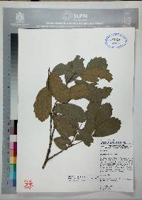 Quercus ariifolia image