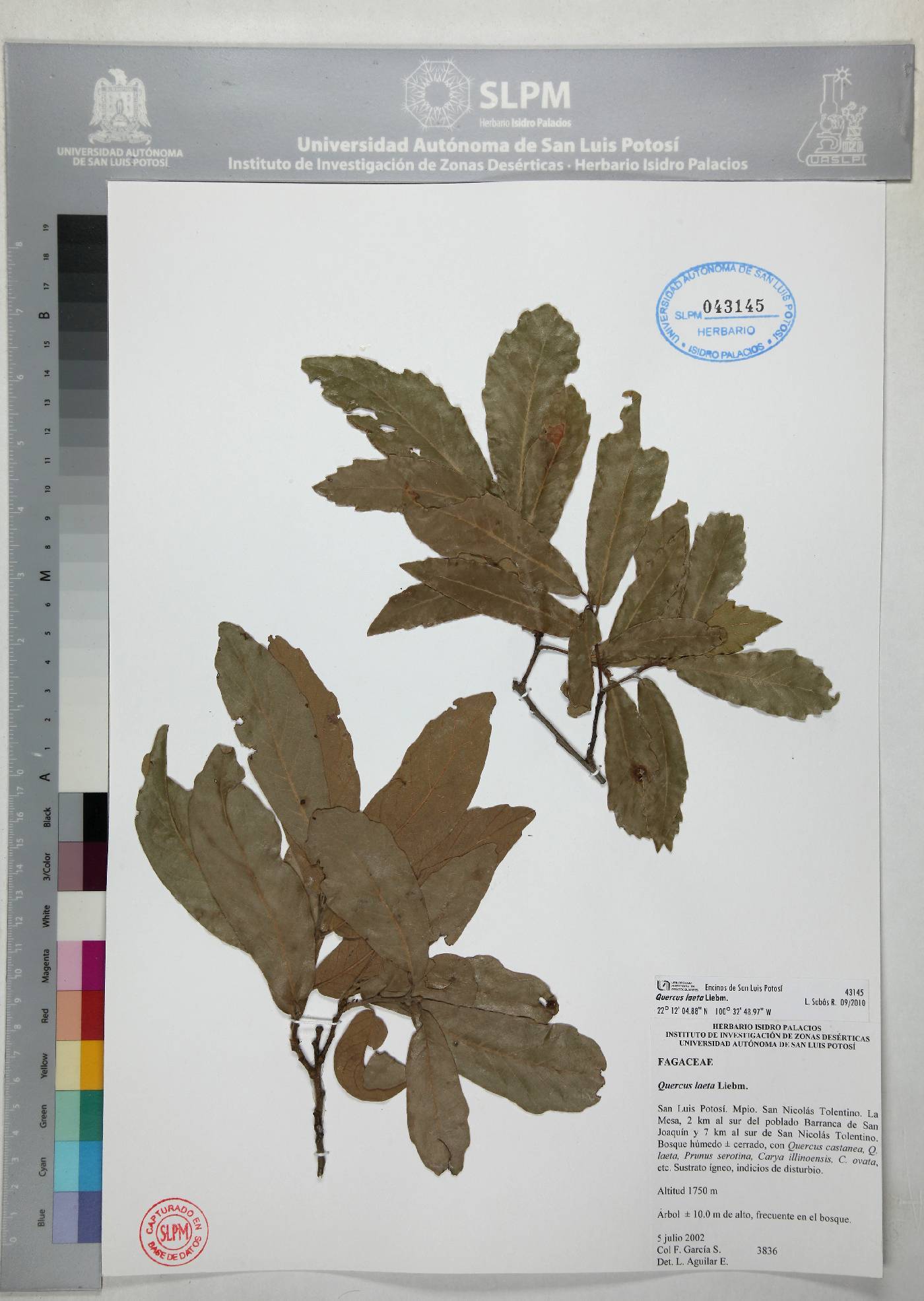 Quercus laeta image