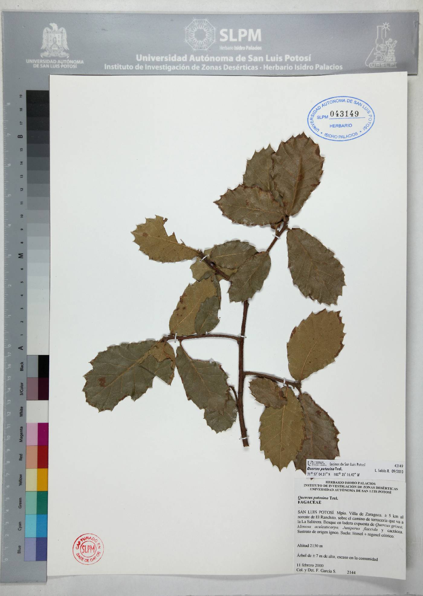 Quercus potosina image