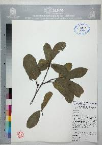 Quercus laeta image