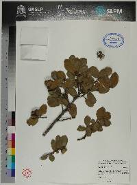 Quercus potosina image